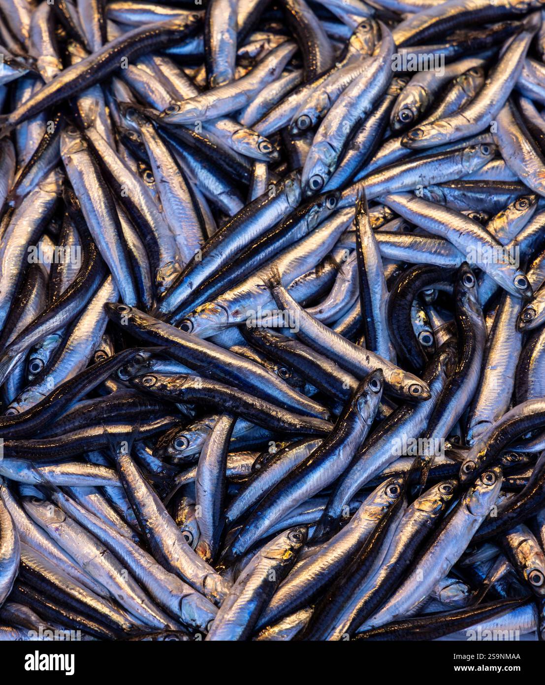 Frische Sardellen stapeln sich auf einem lokalen Markt, die ihre glänzenden Silberschalen und ihre natürliche Textur zeigen. Ein lebendiges Display, das perfekt für Meeresfrüchte und kulinarische Spezialitäten ist Stockfoto