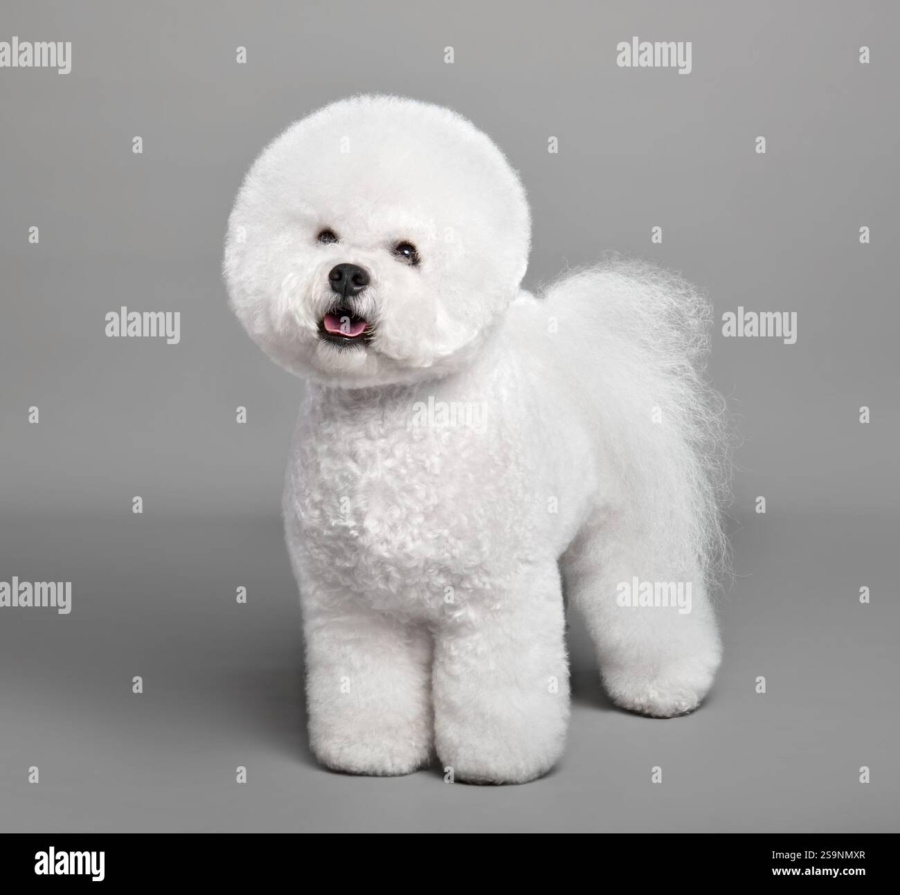Süßer weißer Bichon Frise Hund, der auf grauem Hintergrund steht Stockfoto
