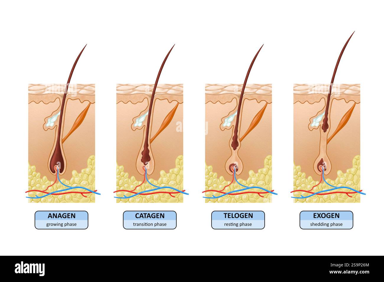 Diagramm mit den verschiedenen Stadien des Haarwuchses. Digitale Illustration. Stockfoto