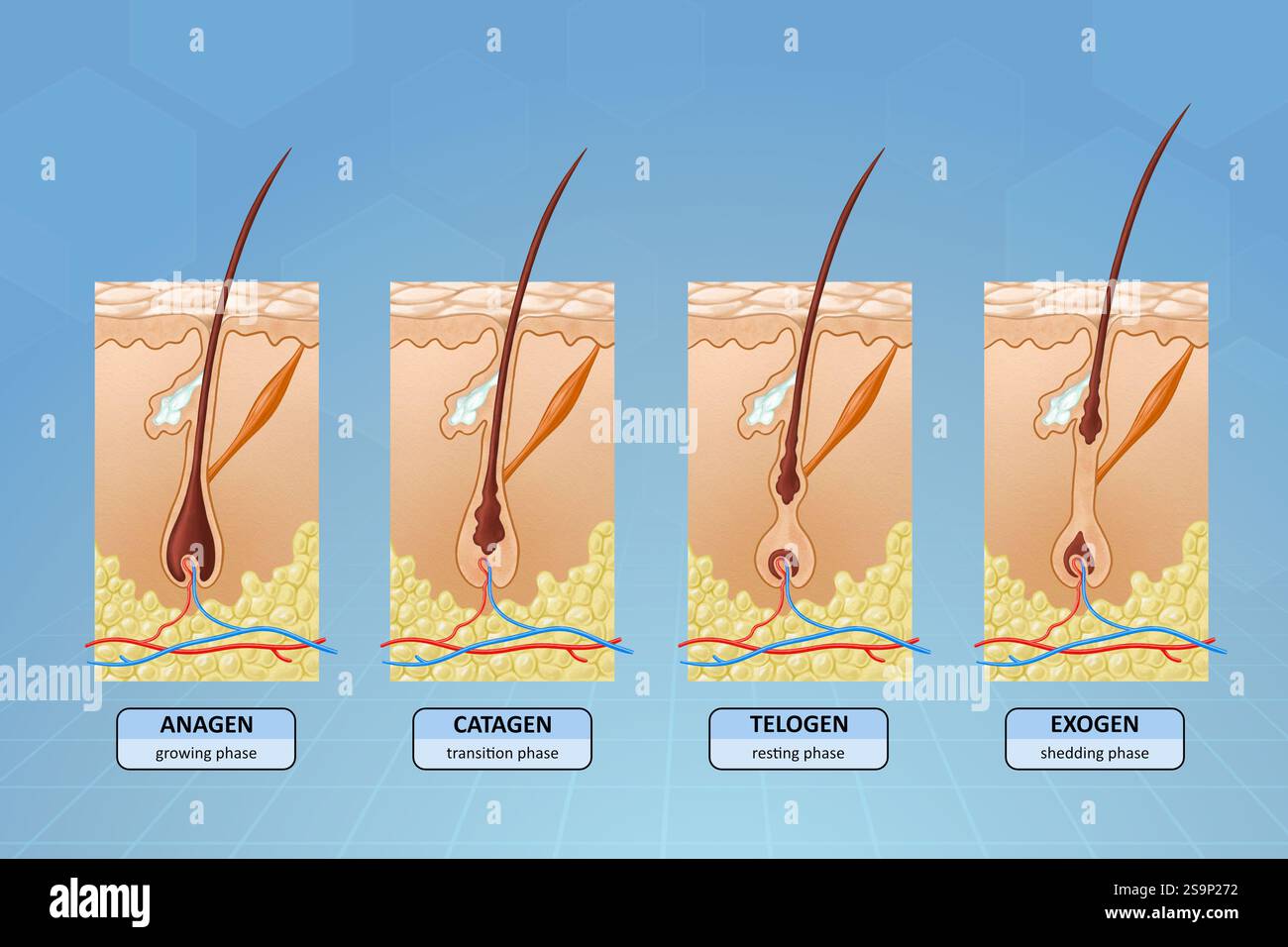 Diagramm mit den verschiedenen Stadien des Haarwuchses. Digitale Illustration. Stockfoto