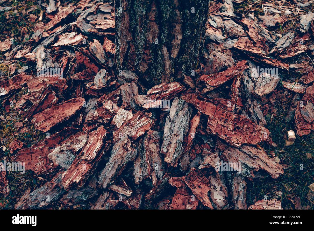 Dunkle Holzstruktur, Verarbeitetes Holz, Muster-Hintergrund-Design Stockfoto