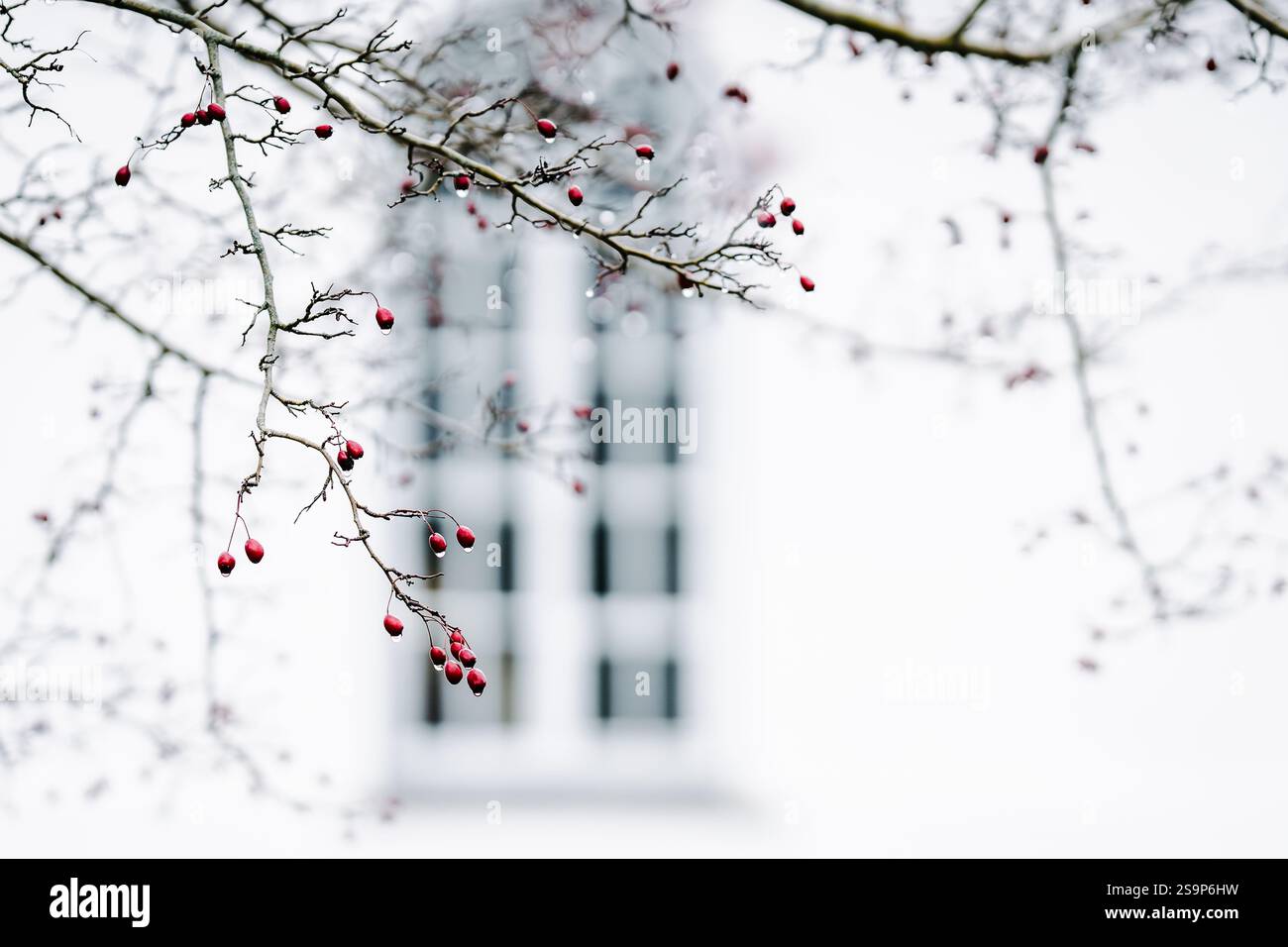 Ein Zweig eines Weißdornbaums (Crataegus) mit Regentropfen im Winter. Regnerischer Tag und Regentropfen auf dem Baumzweig. Früchte von Dornäpfeln an einem regnerischen Tag. Stockfoto