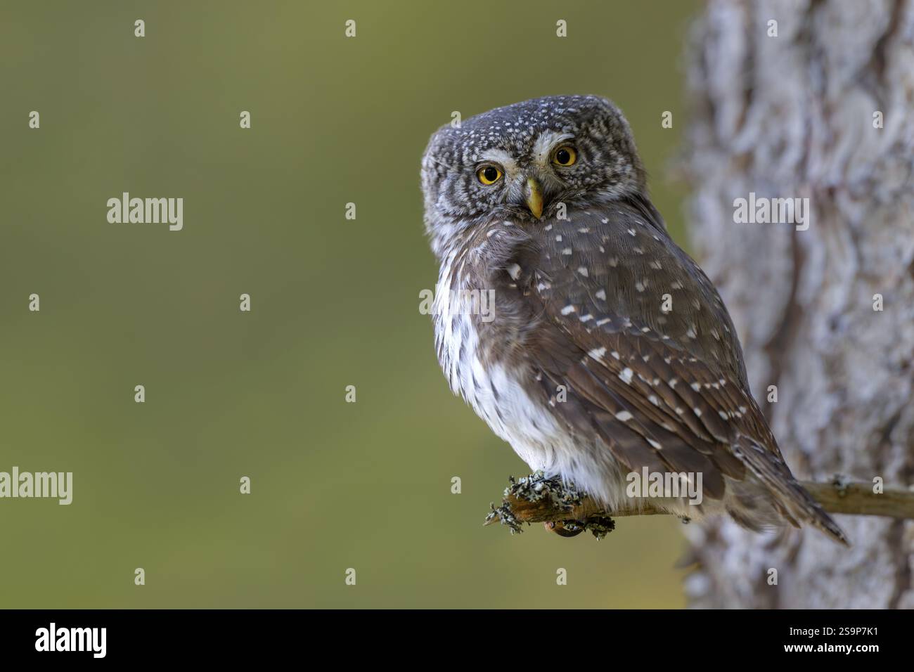 Pygmieneule (Glaucicium passerinum), sitzend auf einem Baumzweig, Pirchner AST, Schwaz, Tirol, Österreich, Europa Stockfoto