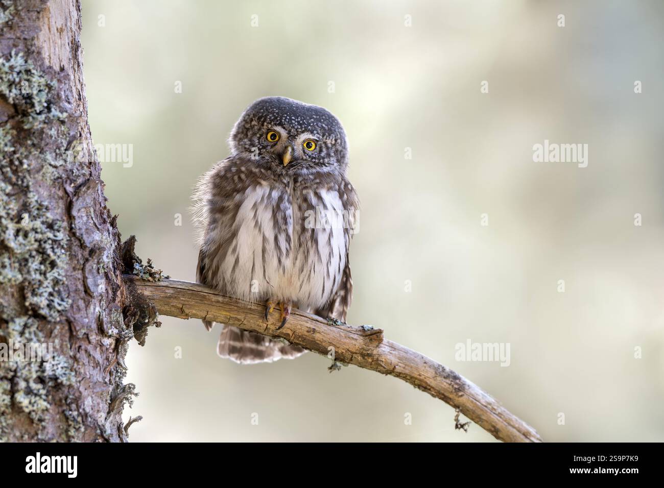 Pygmieneule (Glaucicium passerinum), sitzend auf einem Baumzweig, Pirchner AST, Schwaz, Tirol, Österreich, Europa Stockfoto
