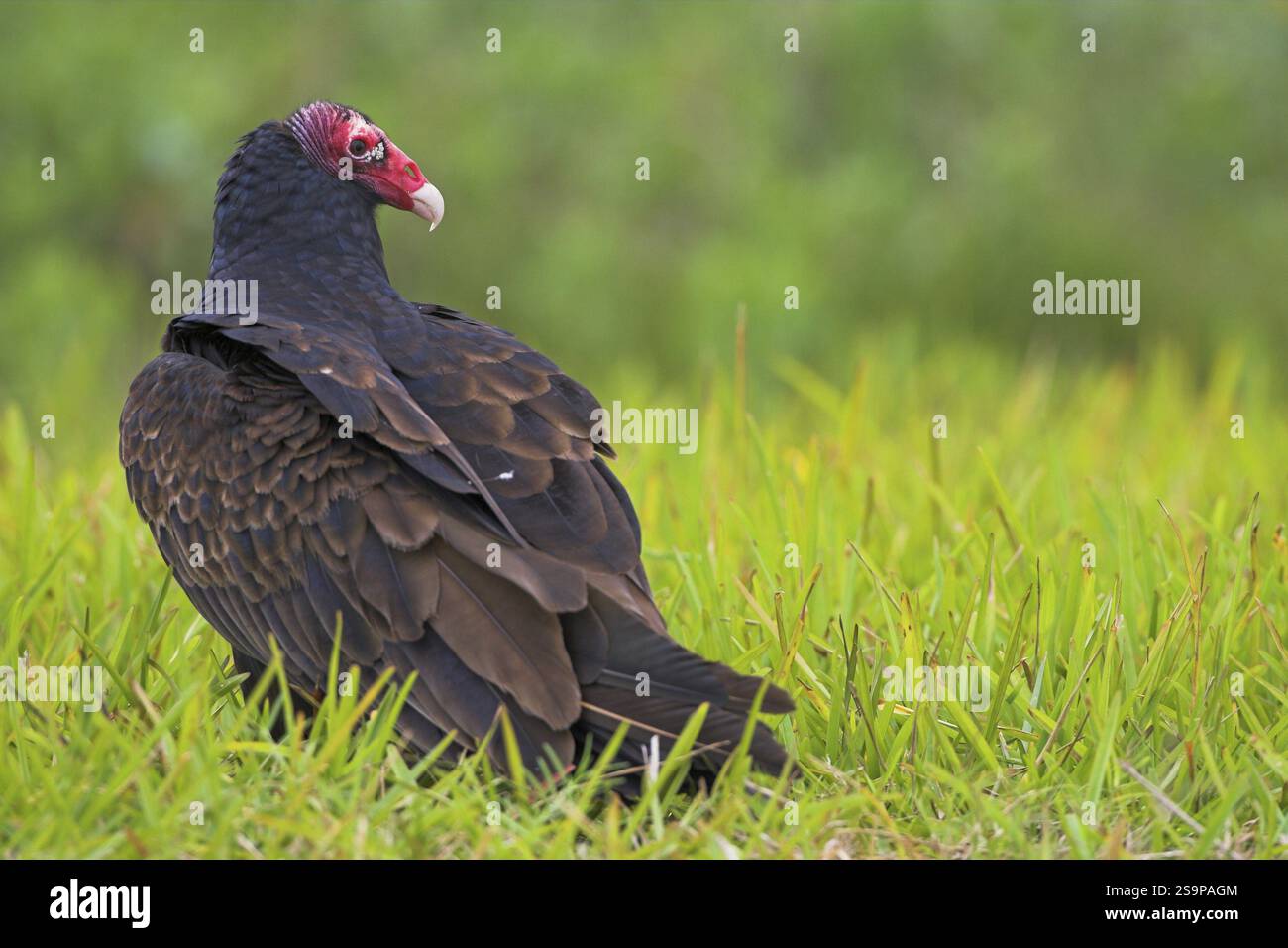 Putengeier (Cathartes aura), Geier, Tiere, Vögel, Barsch, sitzt in einer Wiese, Everglades NP, Flamingo, Florida, USA, Nordamerika Stockfoto