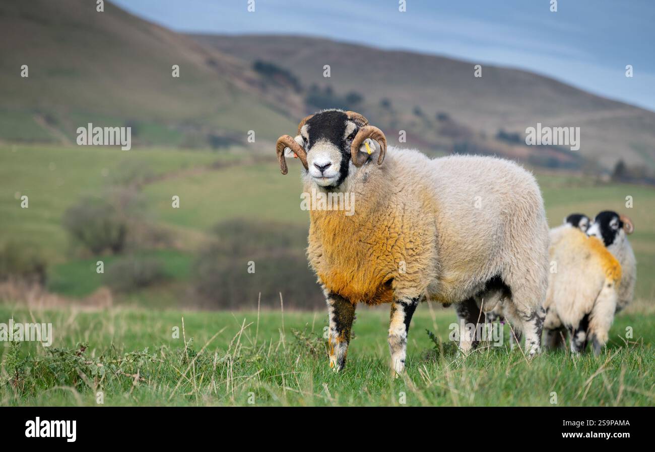 Ein swaledale-Shearling-Widder in Tupping-Zeit, die yorkshire dales, sedbergh, Herbst Stockfoto