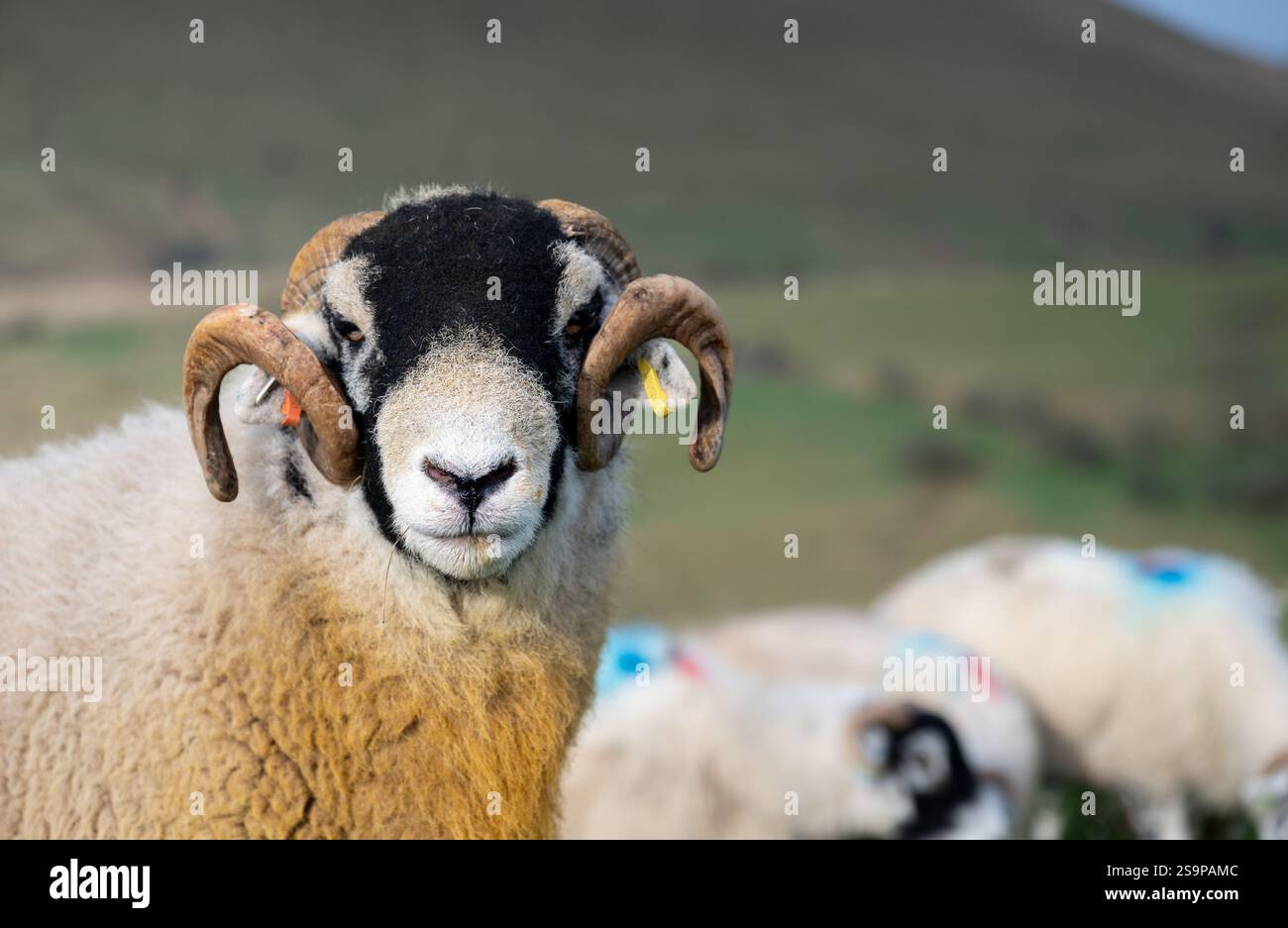 Ein swaledale-Shearling-Widder in Tupping-Zeit, die yorkshire dales, sedbergh, Herbst Stockfoto