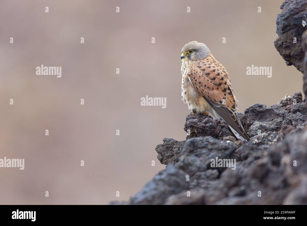 Kestrel (Falco tinnunkulus), Barsche auf Felsen, Kanarische Inseln, Tiere, Vögel, Falken, Futtermittel, Lavasteine, Lanzarote, Kanarische Inseln, Spanien, Europ Stockfoto