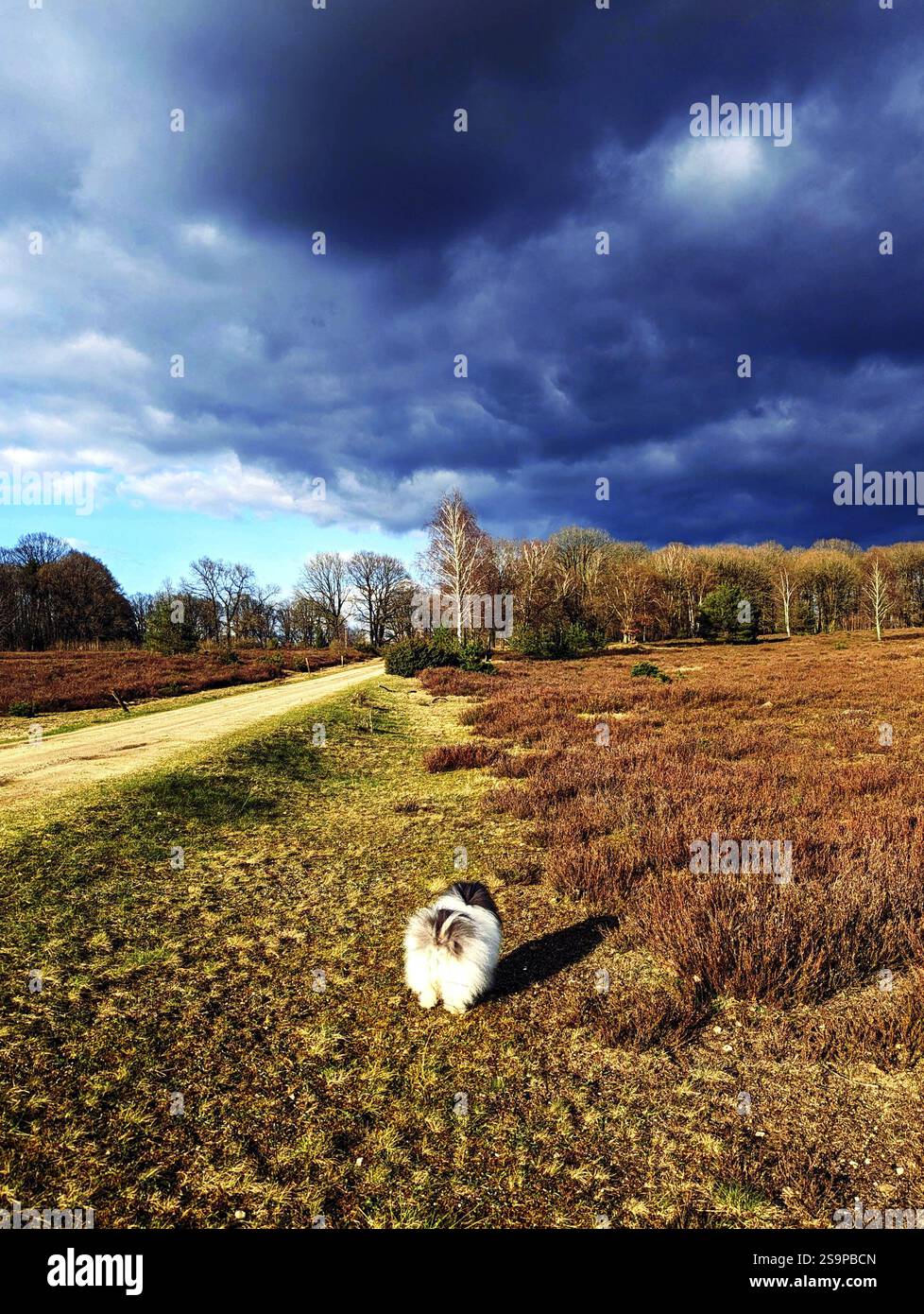 Sommer und herannahender Sturm in der Lüneburger Heide, auf einer Wanderung durch das Naturschutzgebiet, bei Undeloh Stockfoto