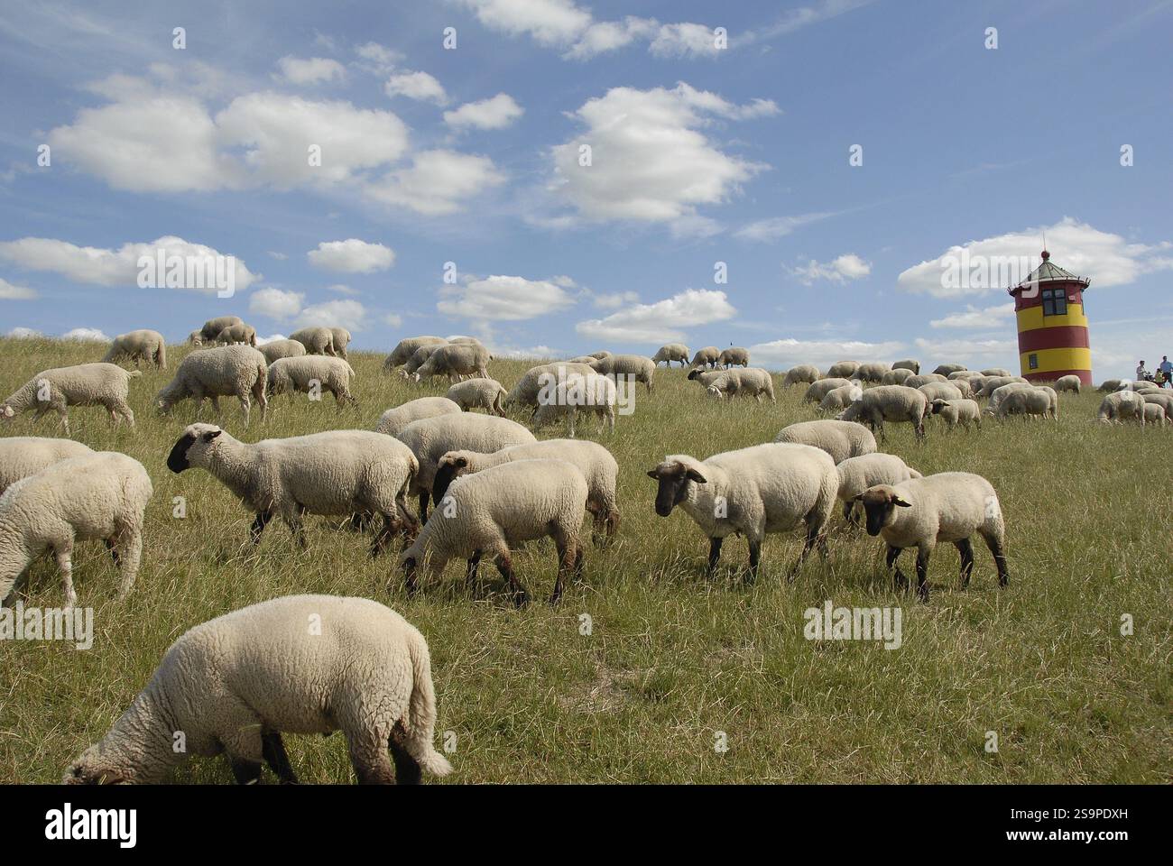 Schafherde auf grüner Wiese mit Leuchtturm im Hintergrund und blauem Himmel, greetsiel, ostfriesland, deutschland Stockfoto