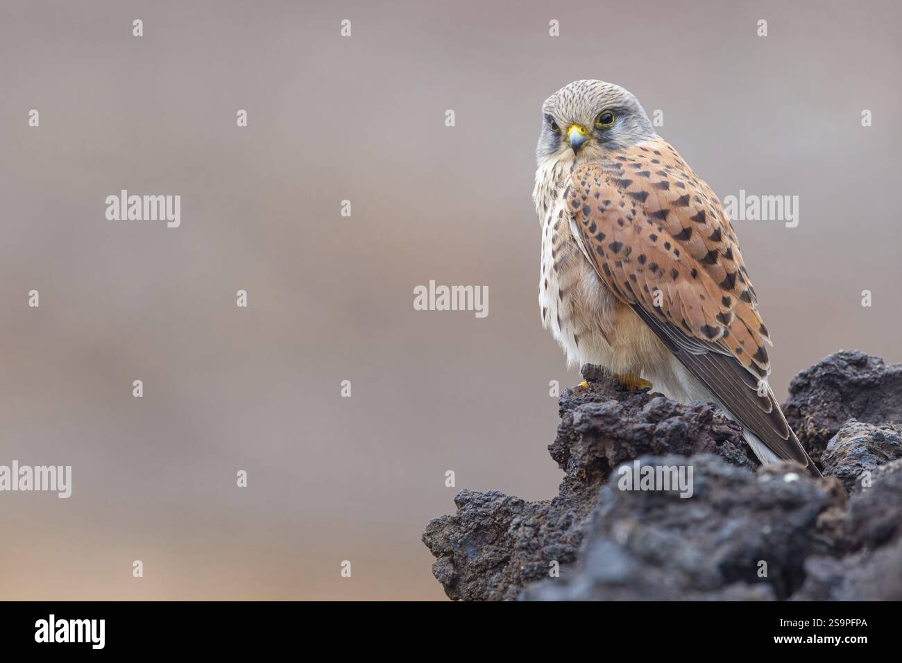 Kestrel (Falco tinnunkulus), Barsche auf Felsen, Kanarische Inseln, Tiere, Vögel, Falken, Futtermittel, Lavasteine, Lanzarote, Kanarische Inseln, Spanien, Europ Stockfoto