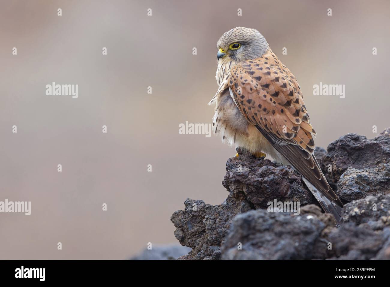 Kestrel (Falco tinnunkulus), Barsche auf Felsen, Kanarische Inseln, Tiere, Vögel, Falken, Futtermittel, Lavasteine, Lanzarote, Kanarische Inseln, Spanien, Europ Stockfoto
