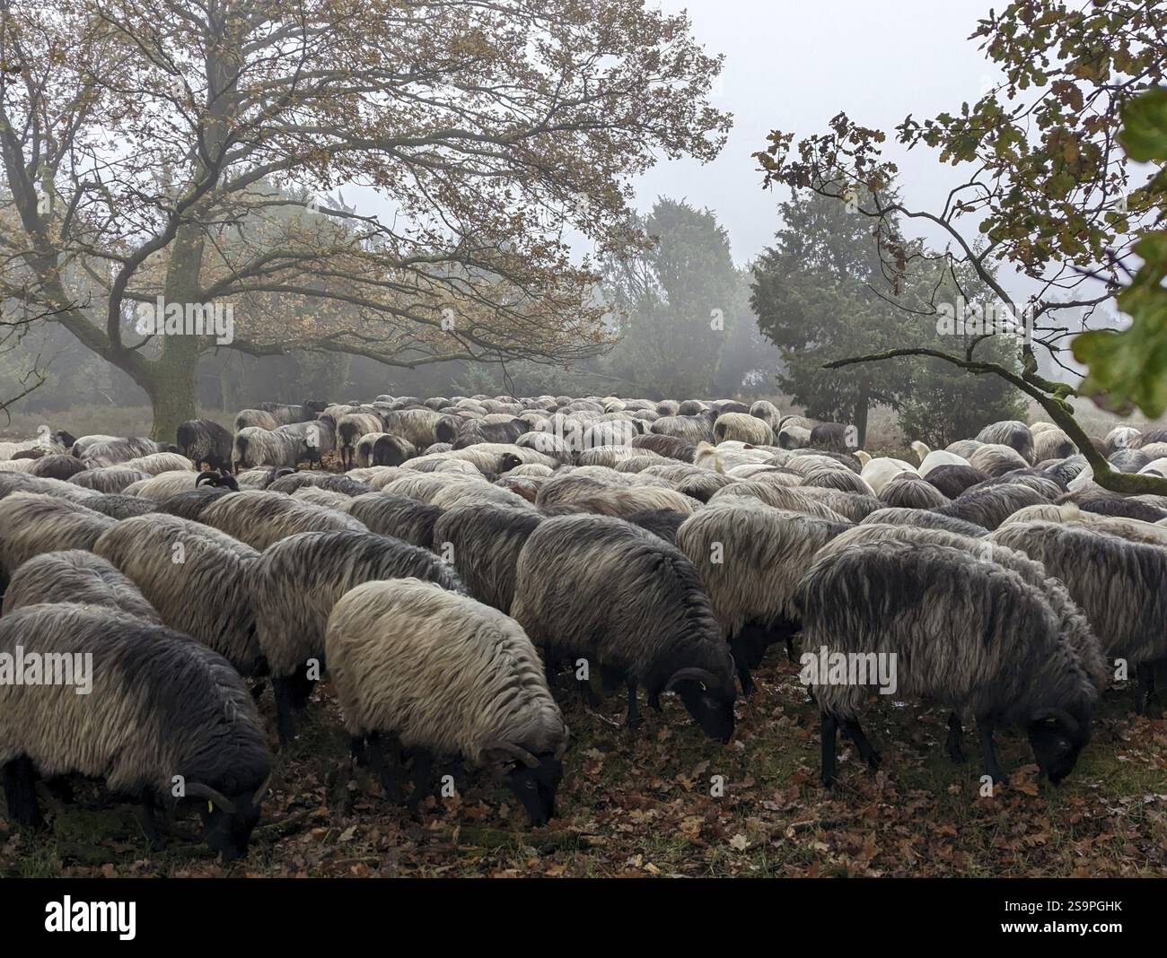 Heidschnucken in der Lüneburger Heide, im Novembernebel, bei Niederhaverbeck Stockfoto