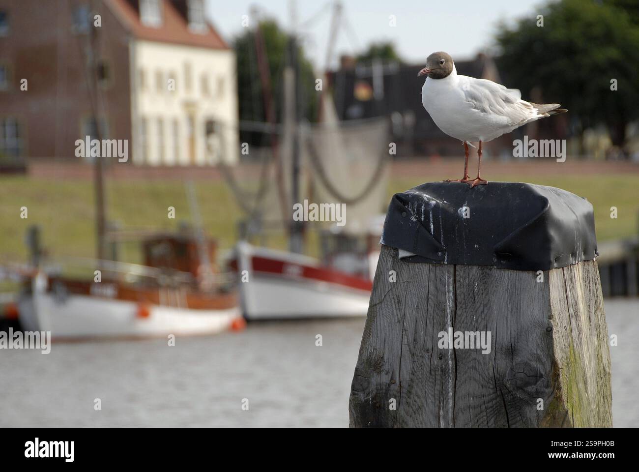 Möwe sitzt auf einem Pfosten vor einem ruhigen Wasser mit Gebäuden im Hintergrund, greetsiel, ostfriesland, deutschland Stockfoto
