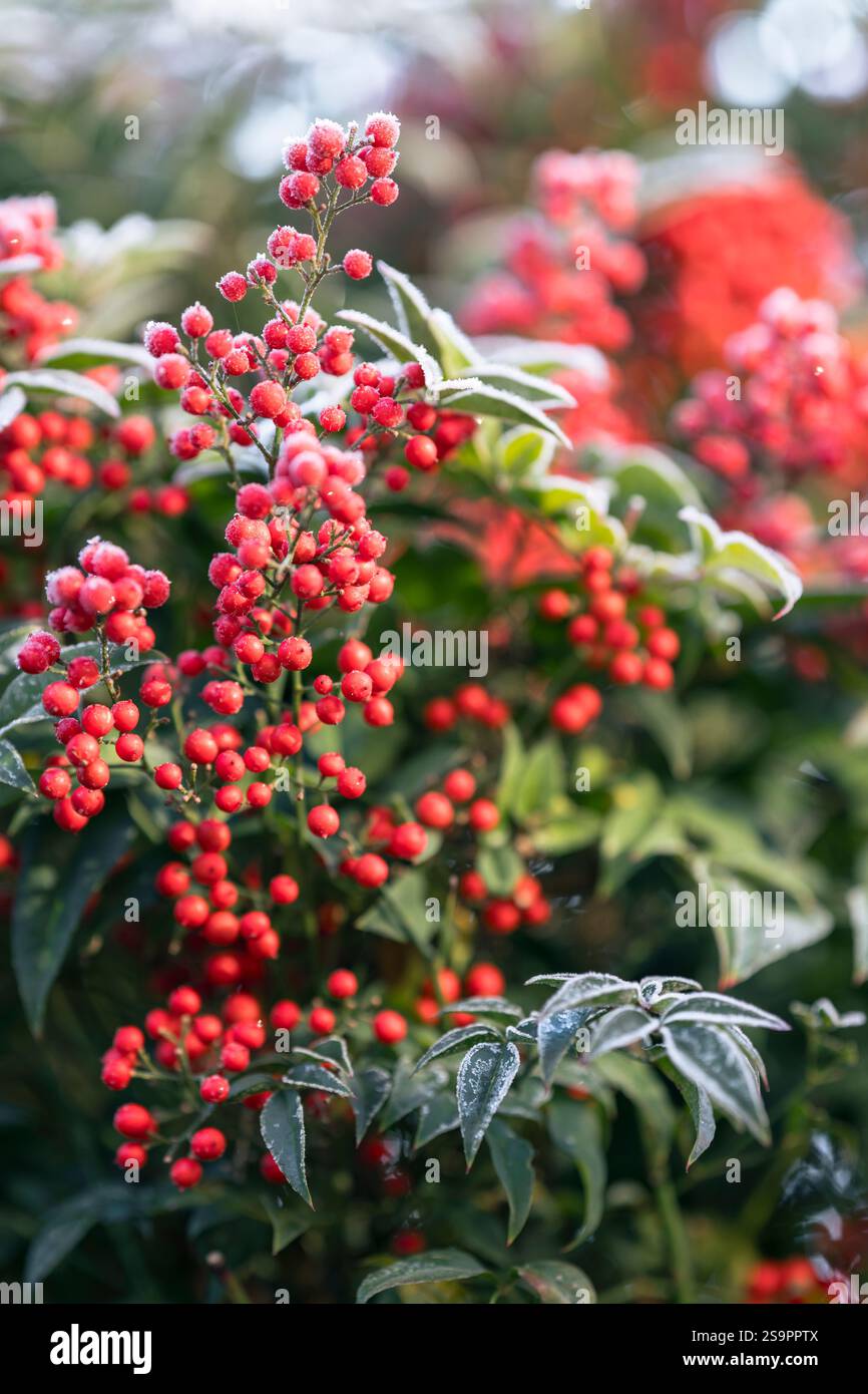 Harter Frost auf den grünen Blättern und roten Beeren einer Nadina domestica, auch bekannt als heiliger Bambus oder himmlischer Bambus, Teil der Familie Berberidaceae Stockfoto