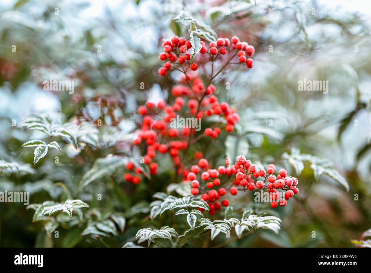 Harter Frost auf den grünen Blättern und roten Beeren einer Nadina domestica, auch bekannt als heiliger Bambus oder himmlischer Bambus, Teil der Familie Berberidaceae Stockfoto