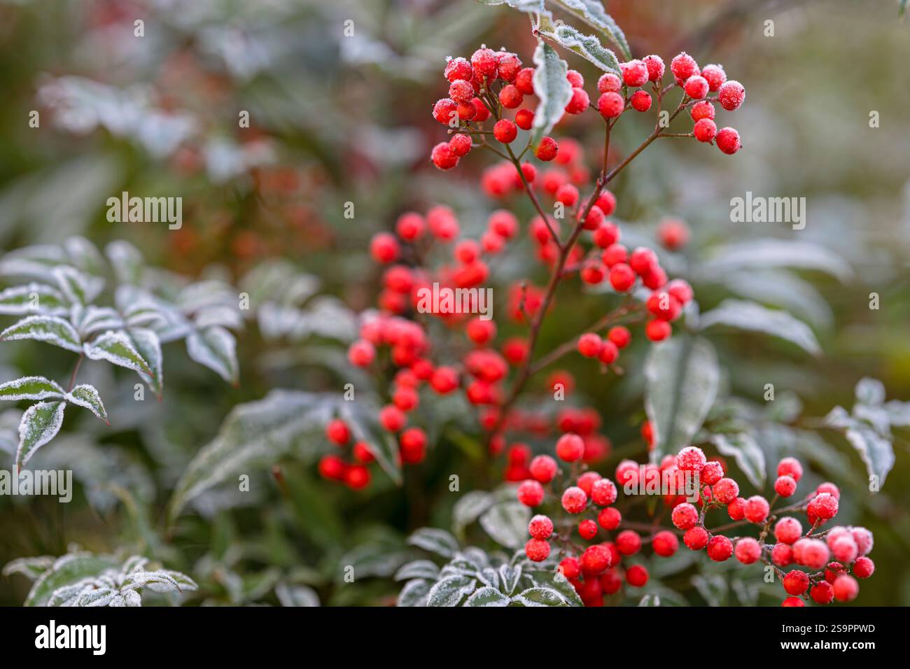 Harter Frost auf den grünen Blättern und roten Beeren einer Nadina domestica, auch bekannt als heiliger Bambus oder himmlischer Bambus, Teil der Familie Berberidaceae Stockfoto
