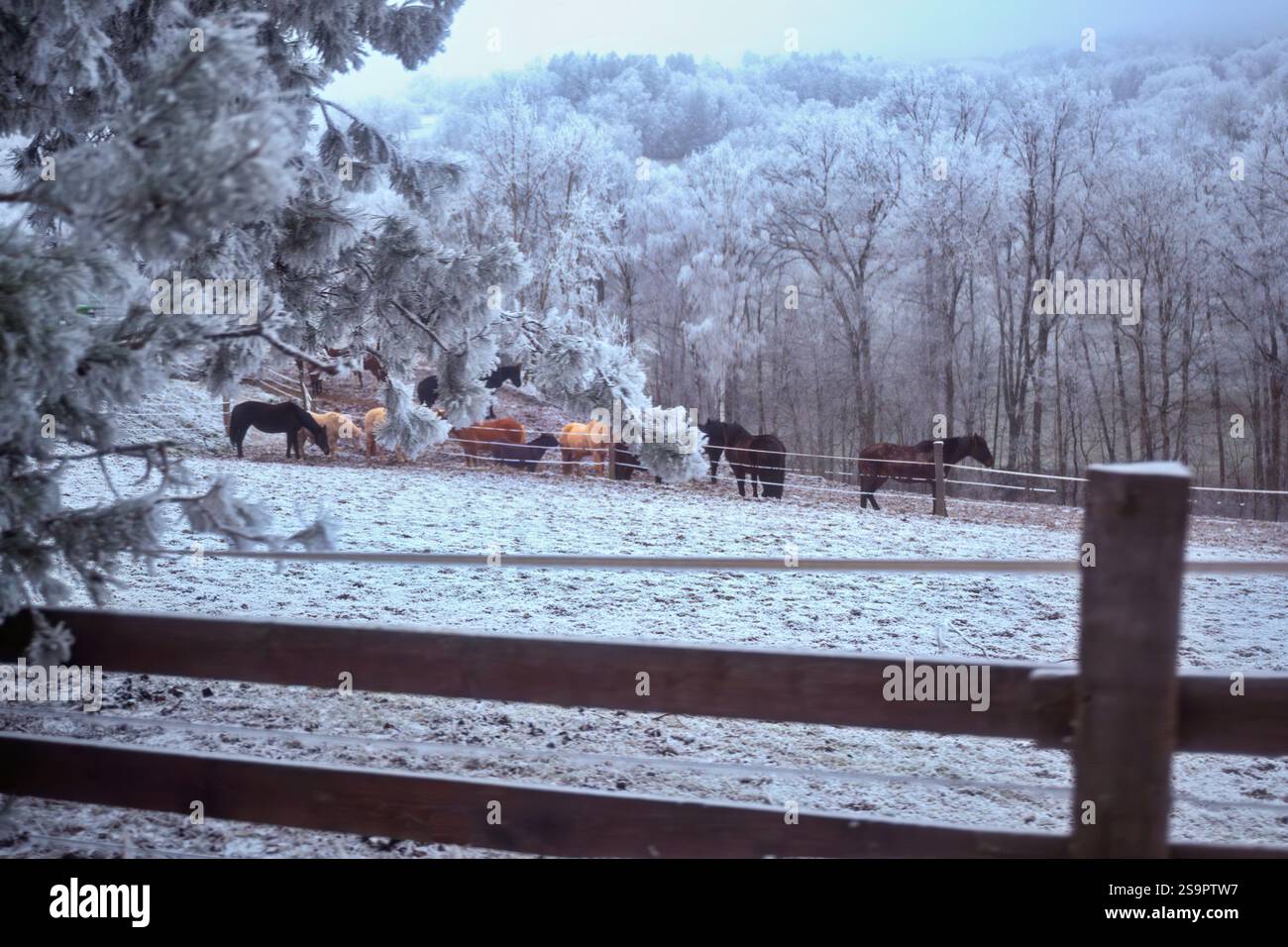 Pferdeherde in Winterlandschaft mit Raureif auf Baum und Wiese. Stockfoto