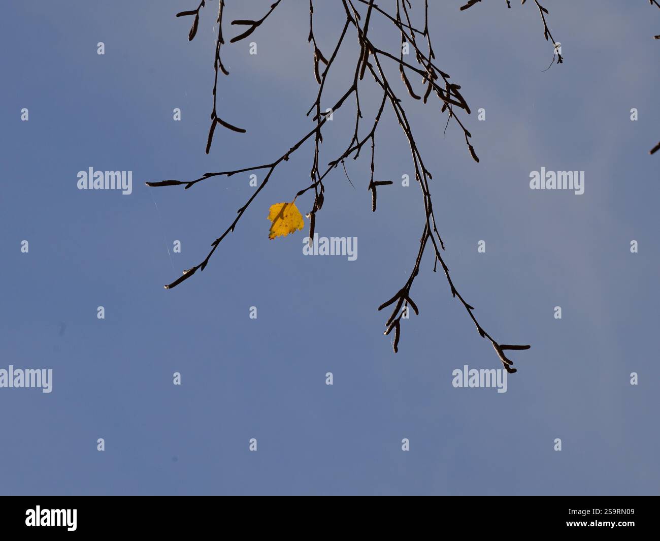 Ein verwelkendes Ahornblatt, das in Sonnenlicht getaucht ist, schafft ein anmutiges Motiv und zeigt die Schönheit des Herbstes. Stockfoto