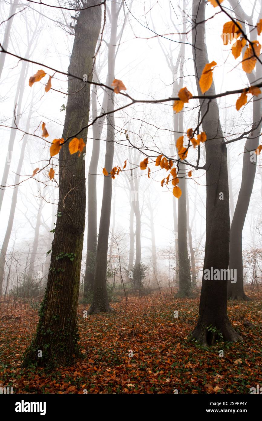 Vertikale Aufnahme von Bäumen und Orangenblättern in einem Park an einem wunderschönen nebeligen Morgen Stockfoto