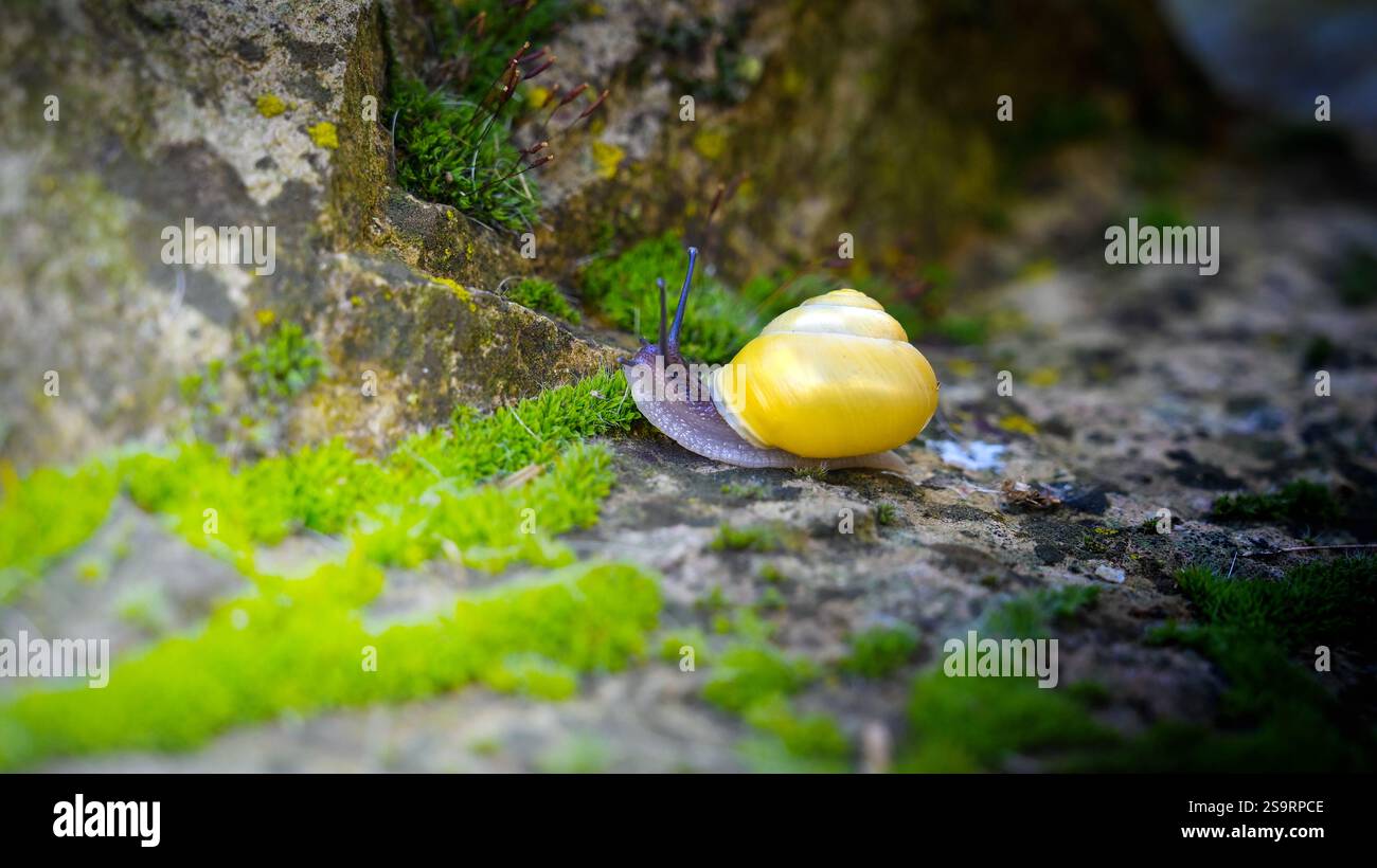 Schnecke mit einem gelben Schneckenhaus auf Steinmauer im Garten mit Moos. Stockfoto