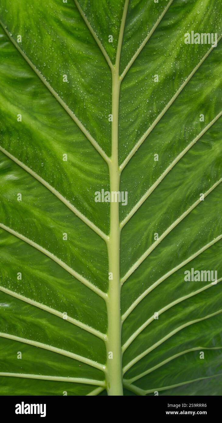 Eine grüne Aderblatt-Blumenkraut als natürliches organisches Hintergrundmakro. Ökologische und nachhaltige Naturtapete. Stockfoto