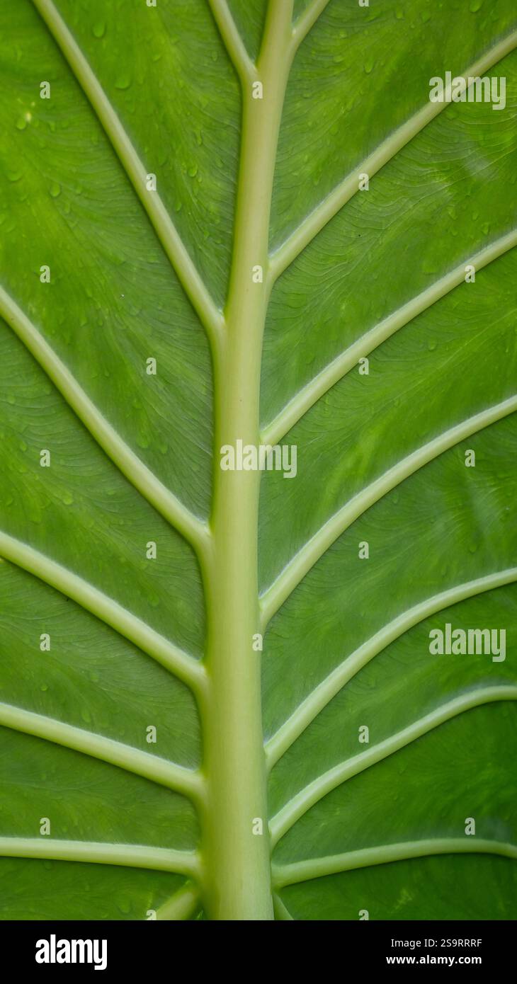 Eine grüne Aderblatt-Blumenkraut als natürliches organisches Hintergrundmakro. Ökologische und nachhaltige Naturtapete. Stockfoto