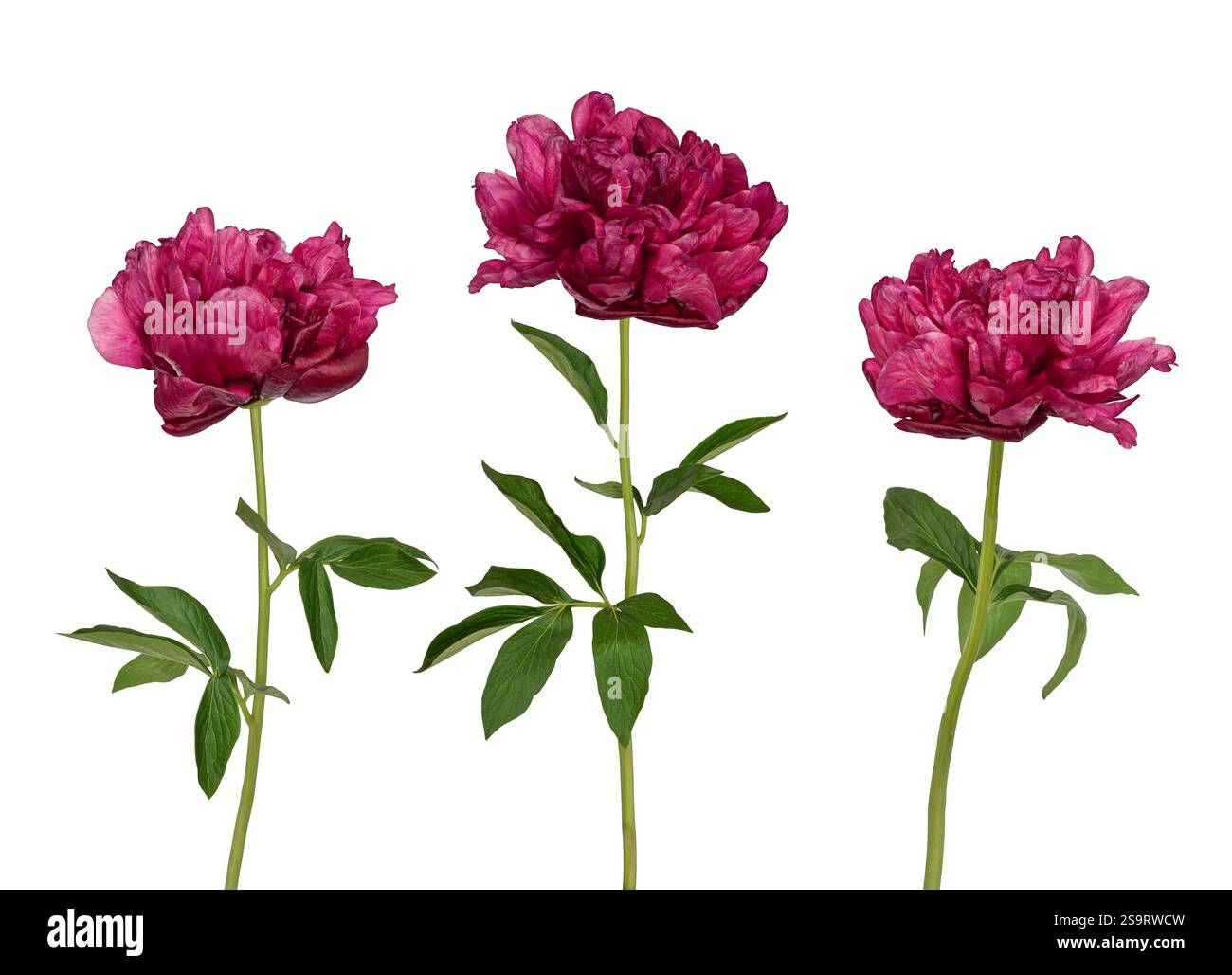 Gruppe von drei burgunderroten magenta Pfingstrosenblüten mit Stämmen und Blättern isoliert auf weiß Stockfoto