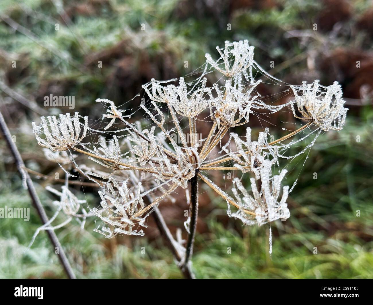 An einem nebeligen frostigen Morgen sind die hohen Unkrautköpfe weiß mit Frost auf einem Feld in Irland - Smartphone-aufgenommenes Stockfoto