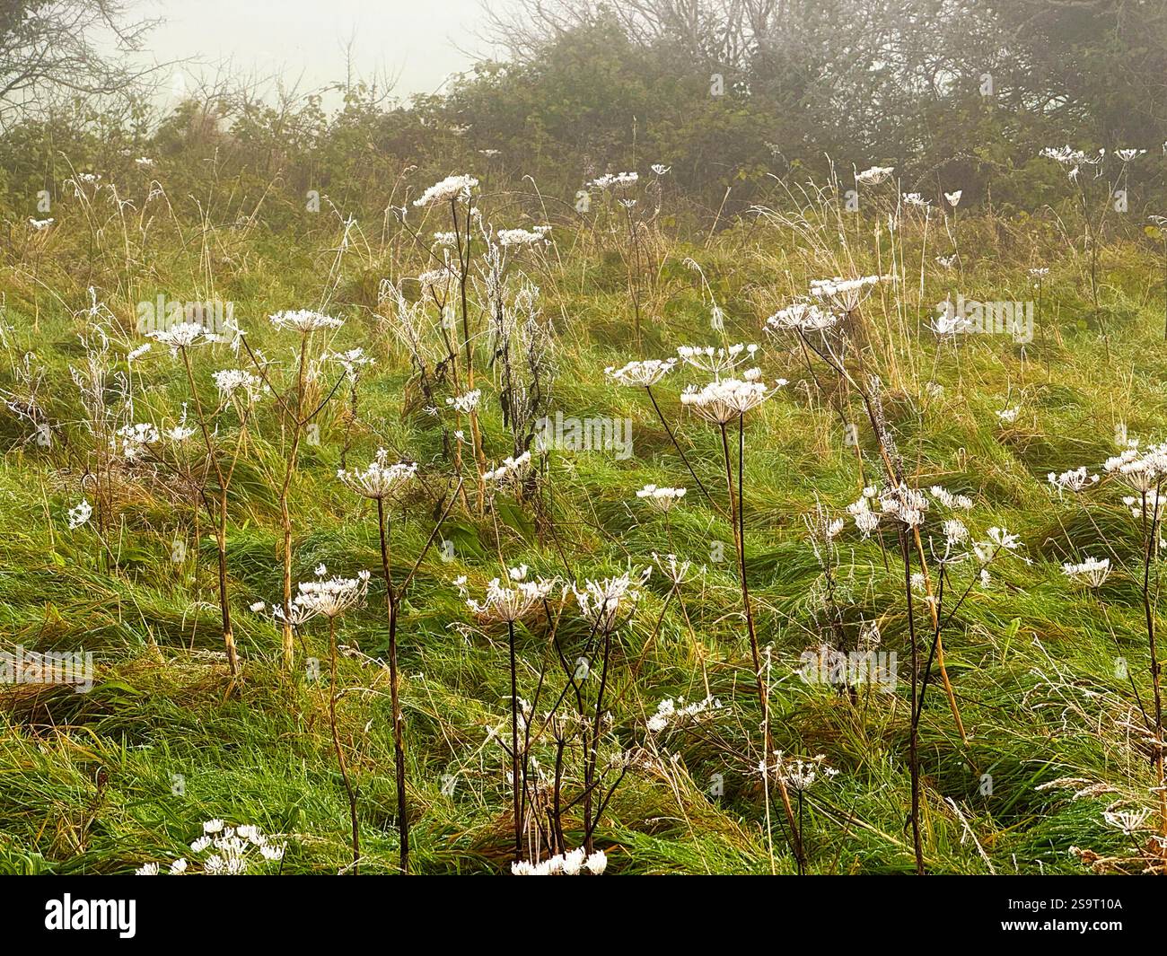 An einem nebeligen frostigen Morgen sind die hohen Unkrautköpfe weiß mit Frost auf einem Feld in Irland - Smartphone-aufgenommenes Stockfoto