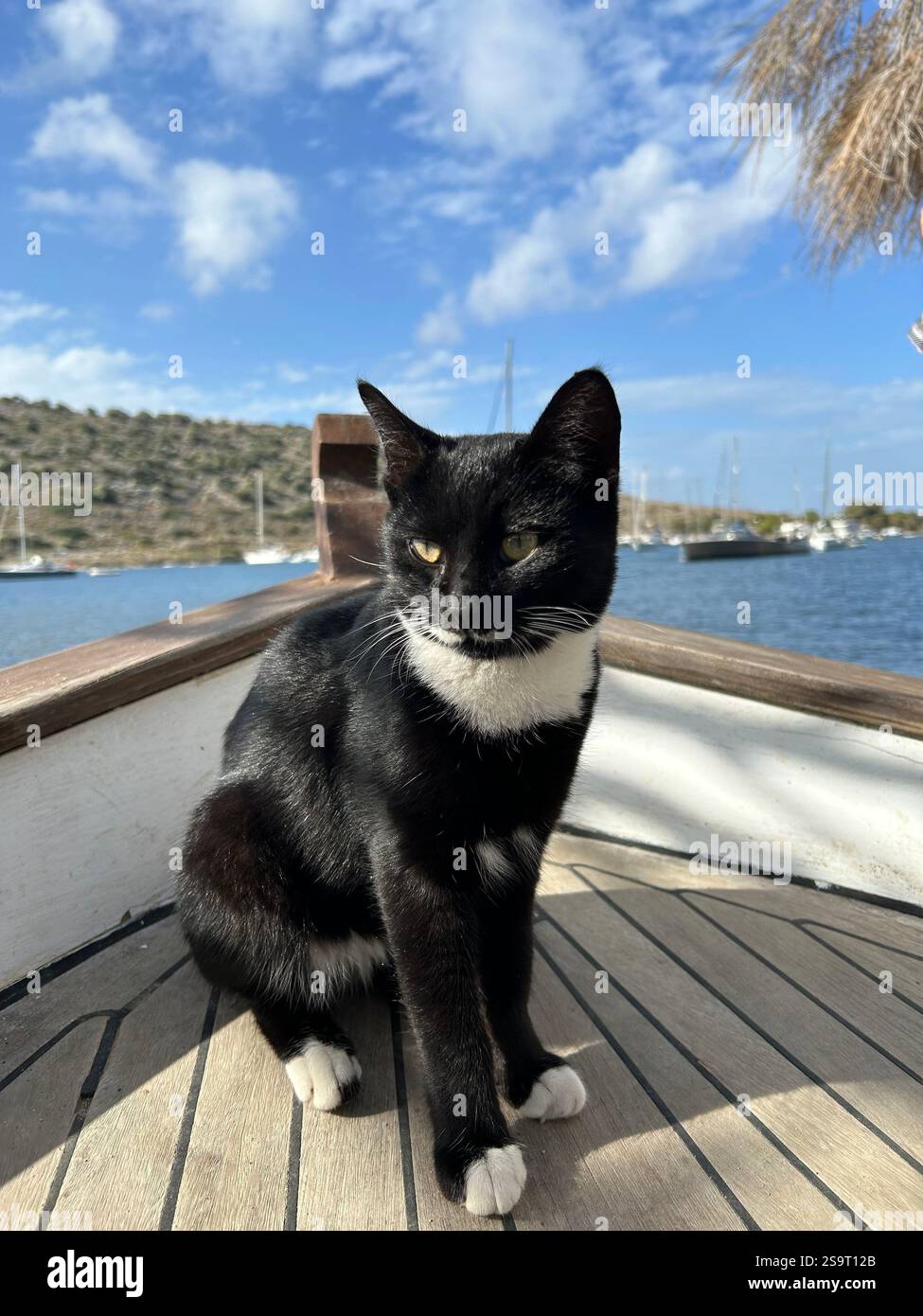 Bild einer schwarz-weißen Katze, die am Ende eines Bootes sitzt und einen wunderschönen Blick auf das Meer und die Berge dahinter bietet - Smartphone-aufgenommenes Stockfoto
