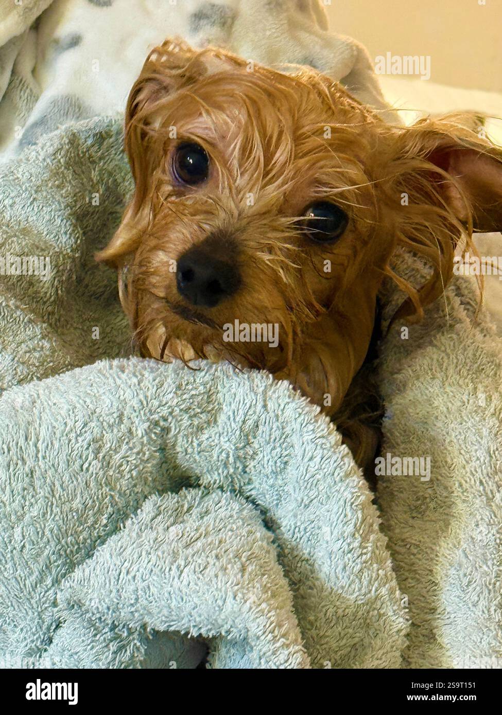 Yorkshire Terrierhund wird nach einem Bad getrocknet Stockfoto
