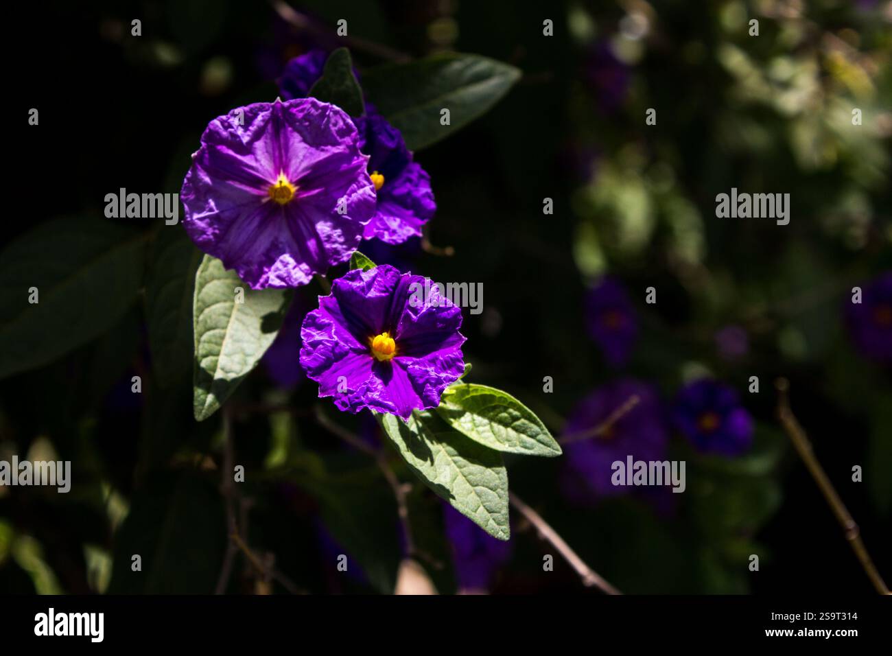 Leuchtend violette Blüten eines tasmanischen Känguru-Apfels (Solanum laciniatum) vor dunklem Hintergrund. Stockfoto Leuchtend violette Blüten eines tasmanischen Känguru-Apfels (Solanum laciniatum) vor dunklem Hintergrund. Stockfoto