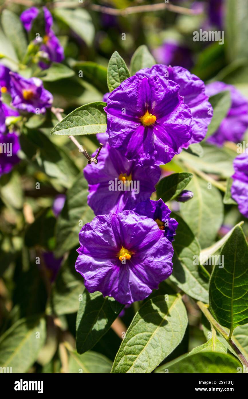 Wunderschöne runde Blüten eines tasmanischen Känguru-Apfels (Solanum laciniatum) umgeben von grünem Laub in einem Garten Stockfoto Wunderschöne runde Blüten eines tasmanischen Känguru-Apfels (Solanum laciniatum) umgeben von grünem Laub in einem Garten Stockfoto