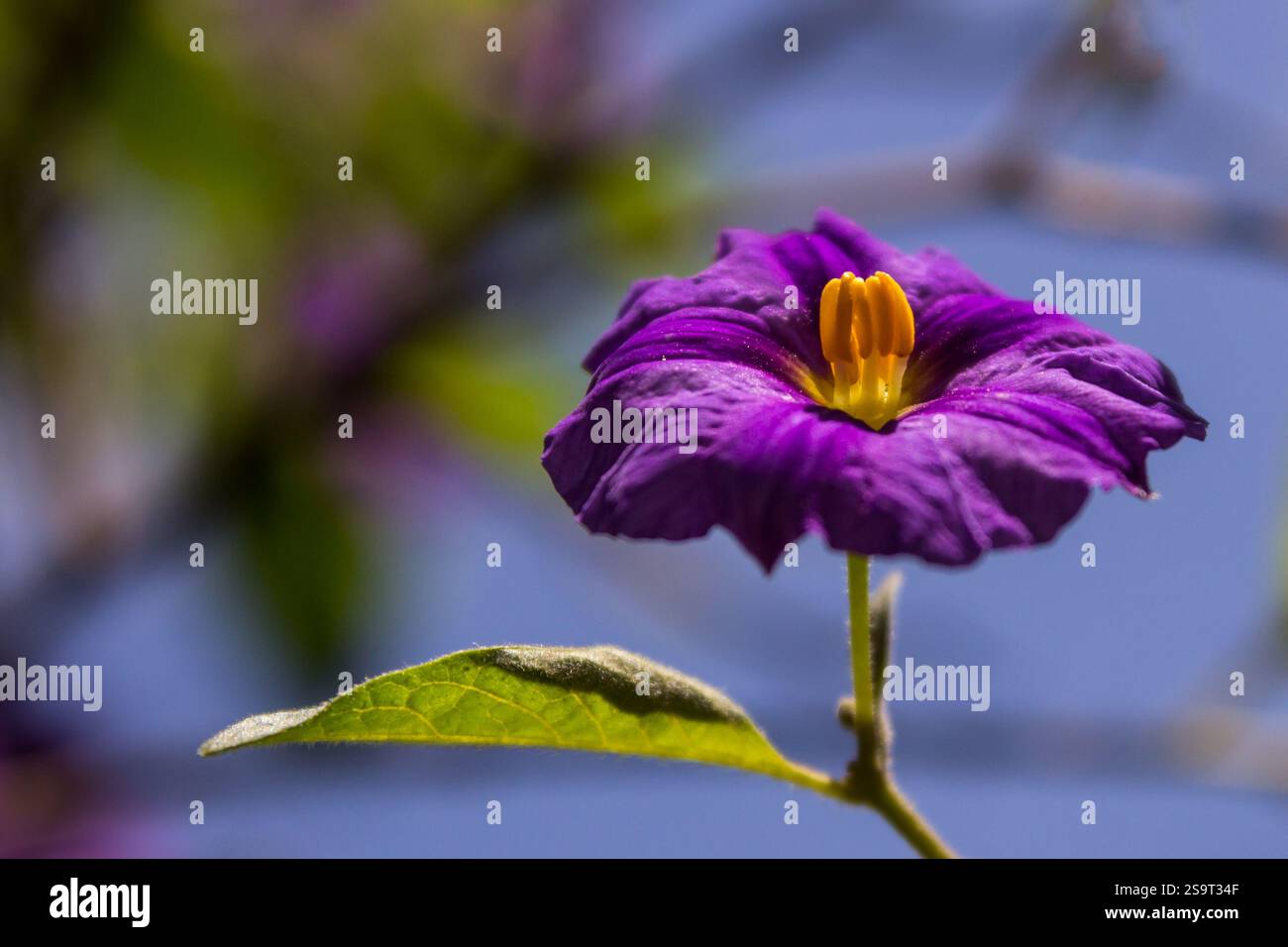 Seitenansicht einer violetten Blume eines tasmanischen Känguruapfels (Solanum laciniatum), die die hellgelben Antheren deutlich zeigt. Der Känguru-Apfel, auch k Stockfoto Seitenansicht einer violetten Blume eines tasmanischen Känguruapfels (Solanum laciniatum), die die hellgelben Antheren deutlich zeigt. Der Känguru-Apfel, auch k Stockfoto