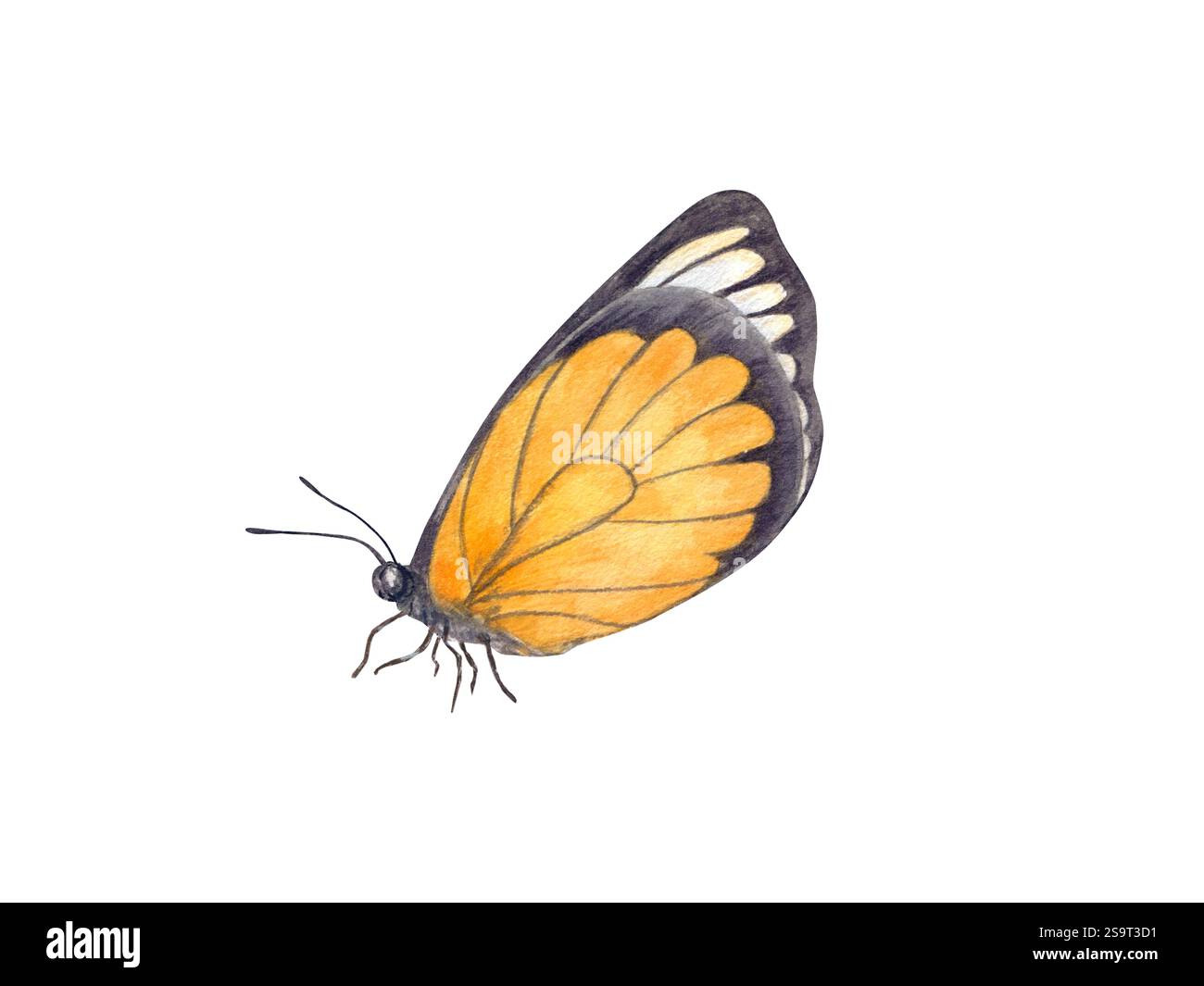 Sitzender orangefarbener schwarzer Schmetterling mit gefalteten Flügeln Aquarellabbildung isolierter Hintergrund. Kupfer, knappes Kupfer, Kohl-Insekten. Element für Druck Stockfoto