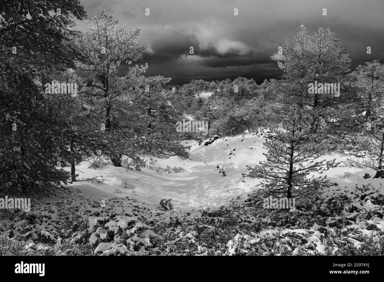 Schwarz-weiße Waldlandschaft im Winter Ätna Park, Sizilien, Italien Stockfoto