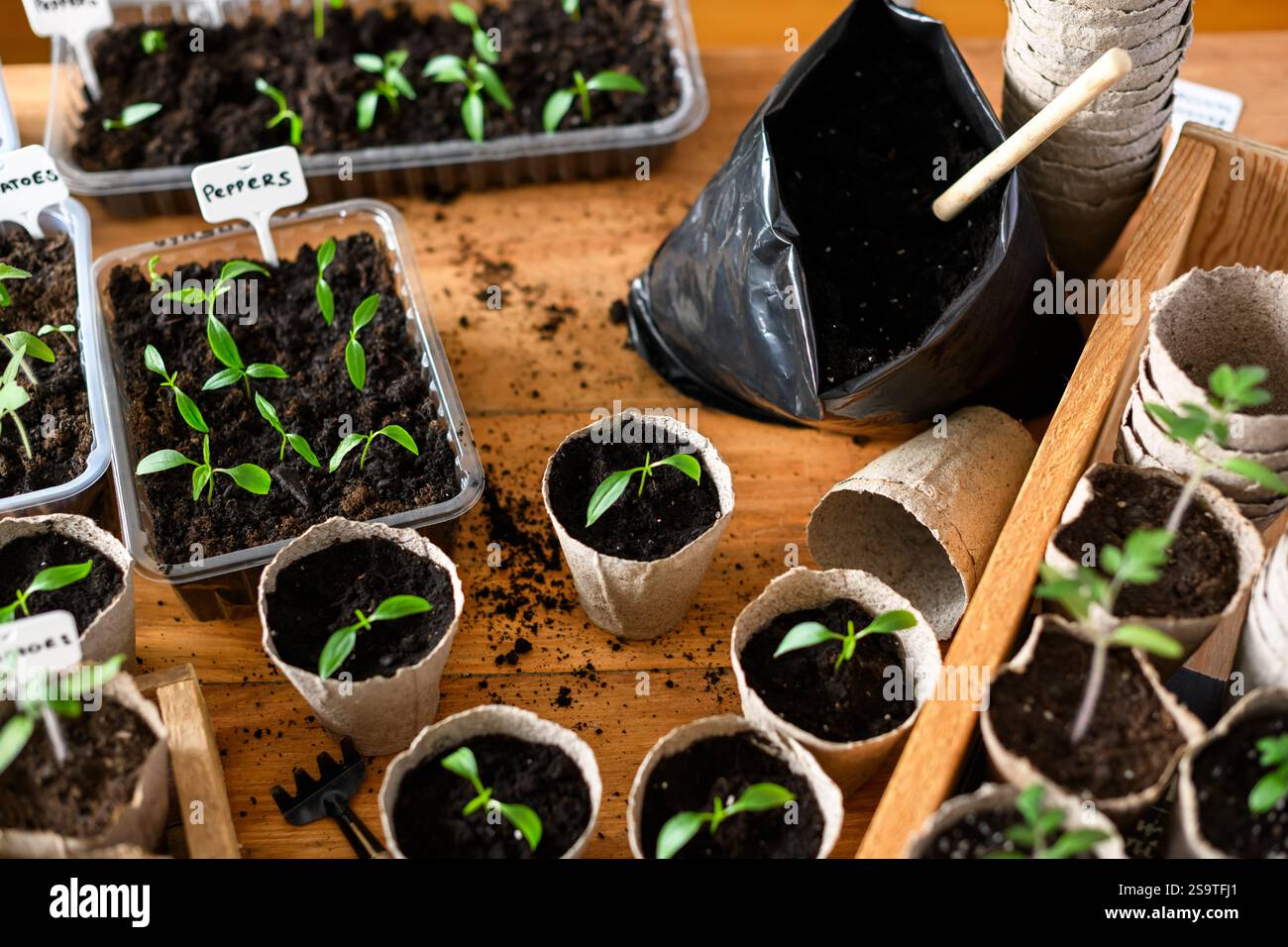 Torfbecher mit Tomaten und heißen Paprikensämlingen auf Holztisch. Vorbereitung von Pflanzen für den Anbau in offenem Boden. Home-Garden-Konzept Stockfoto