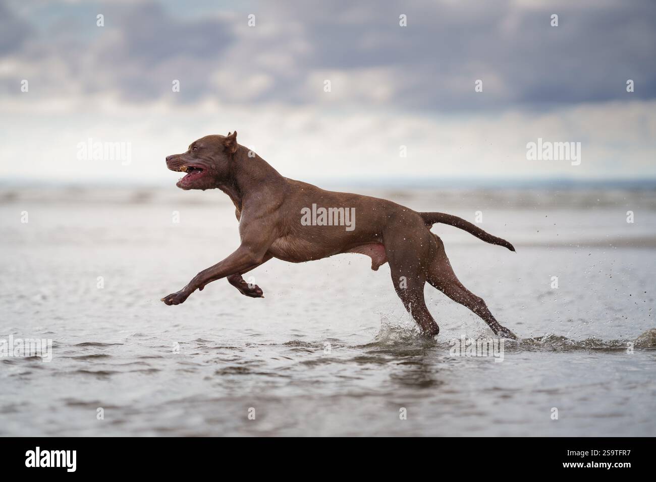 Hund läuft auf Wasser am Strand. Aktiver Pitbull Terrier im Freien Stockfoto