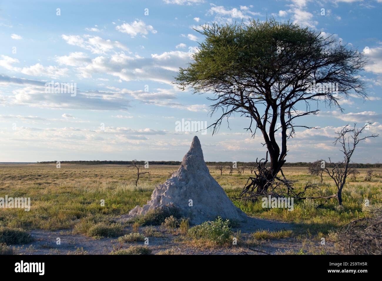 Ein Termitenhügel im Etosha-Nationalpark, Namibia. Stockfoto