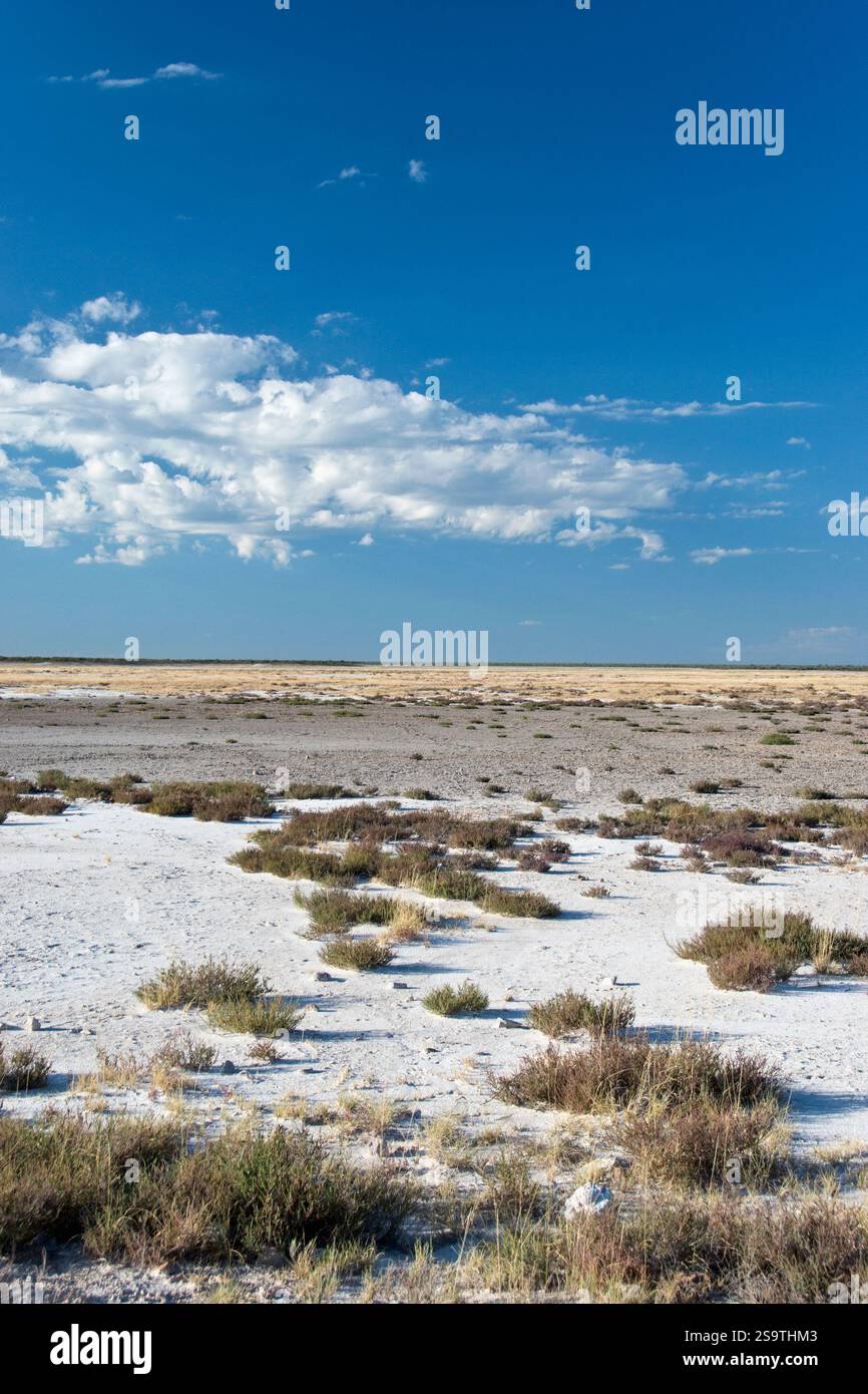 Die riesige Salzpfanne in Etosha Nationalpark, Namibia. Stockfoto