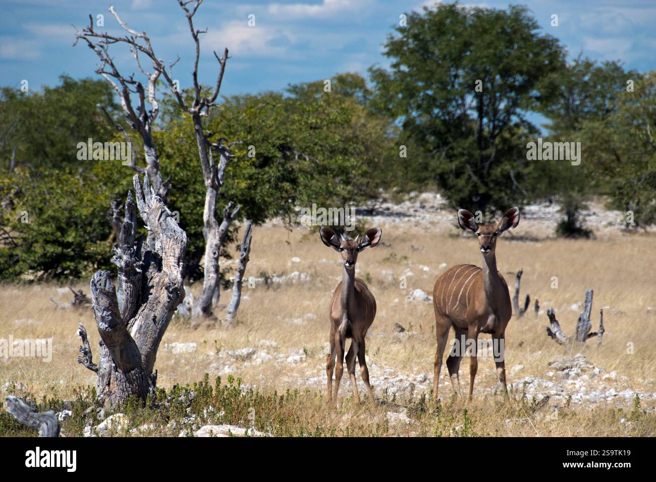 Junge Kudu im Busch im Etosha Nationalpark, Namibia. Stockfoto