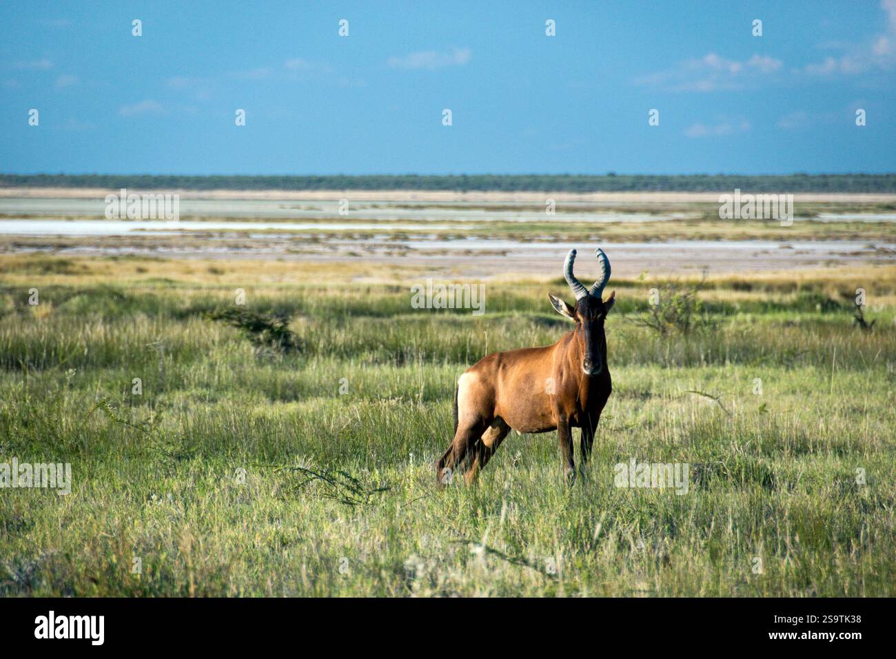 Red Hartebeest grasen im Busch im Etosha National Park im Norden Namibias. Stockfoto