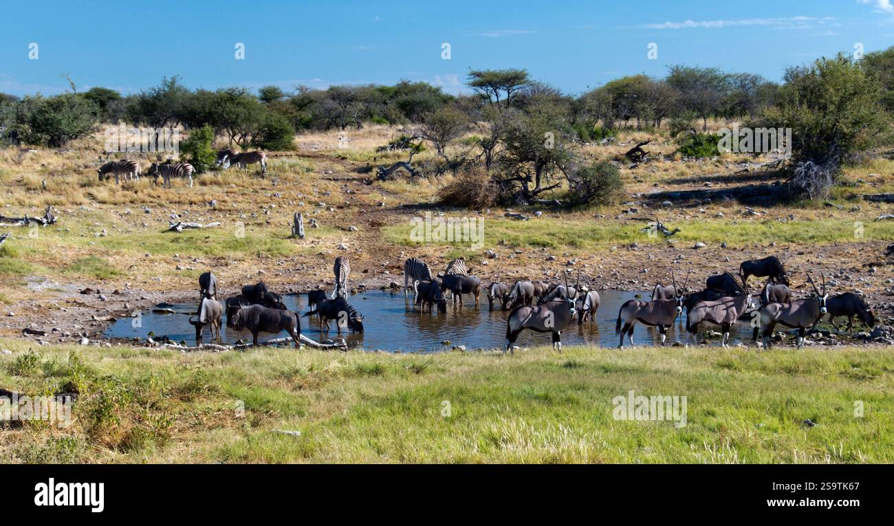 Oryx, Gnus und Zebra trinken an einem Wasserloch im Etosha Nationalpark im Norden Namibias. Stockfoto