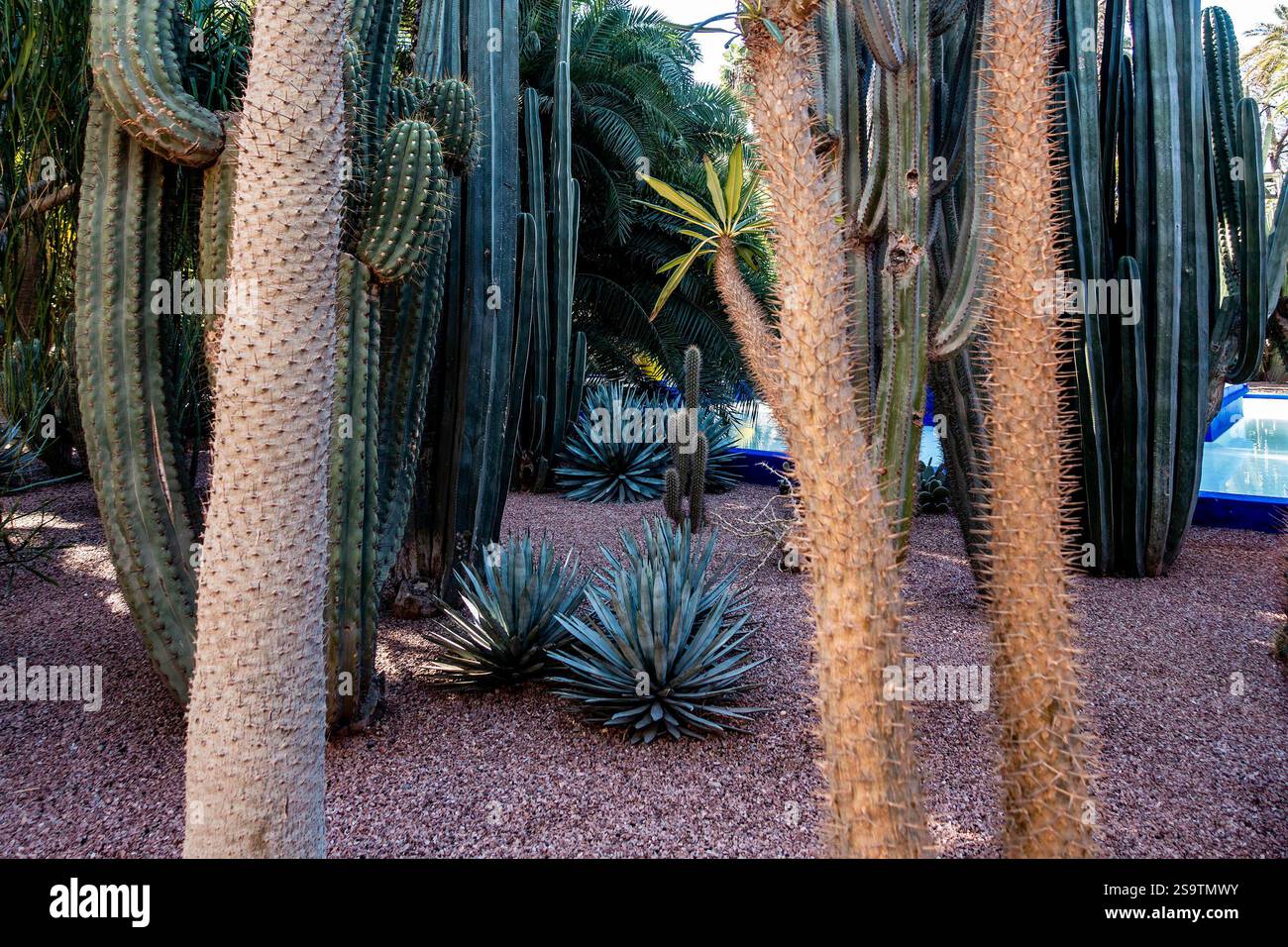 Jardin Majorelle in Marrakesch, Morrocco, Gärten, die ursprünglich von Jacques Majorelle entworfen wurden und von Yves Saint Laurent und Pierre Bergé neu gestaltet wurden. Stockfoto