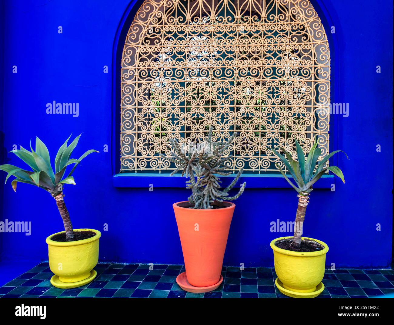 Jardin Majorelle in Marrakesch, Morrocco, Gärten, die ursprünglich von Jacques Majorelle entworfen wurden und von Yves Saint Laurent und Pierre Bergé neu gestaltet wurden. Stockfoto