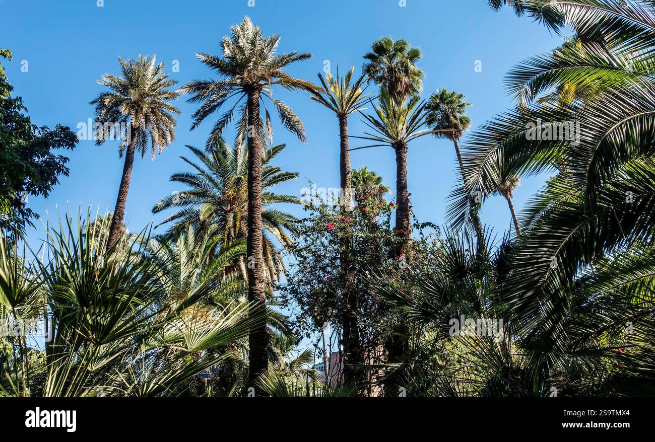 Jardin Majorelle in Marrakesch, Morrocco, Gärten, die ursprünglich von Jacques Majorelle entworfen wurden und von Yves Saint Laurent und Pierre Bergé neu gestaltet wurden. Stockfoto