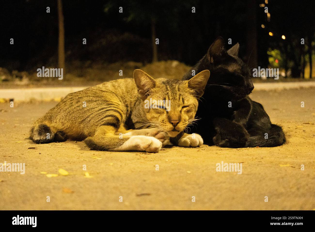 Eine Nahaufnahme von zwei streunenden Katzen, die auf einer schwach beleuchteten Straße liegen. Die Tabbykatze starrt direkt in die Kamera, während die schwarze Katze daneben liegt. Stockfoto