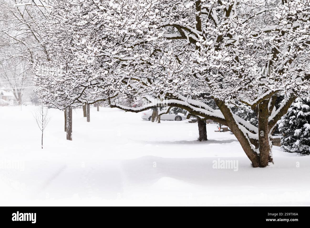 Magnolienbaum bedeckt mit frischem Schnee über einem Bürgersteig Stockfoto
