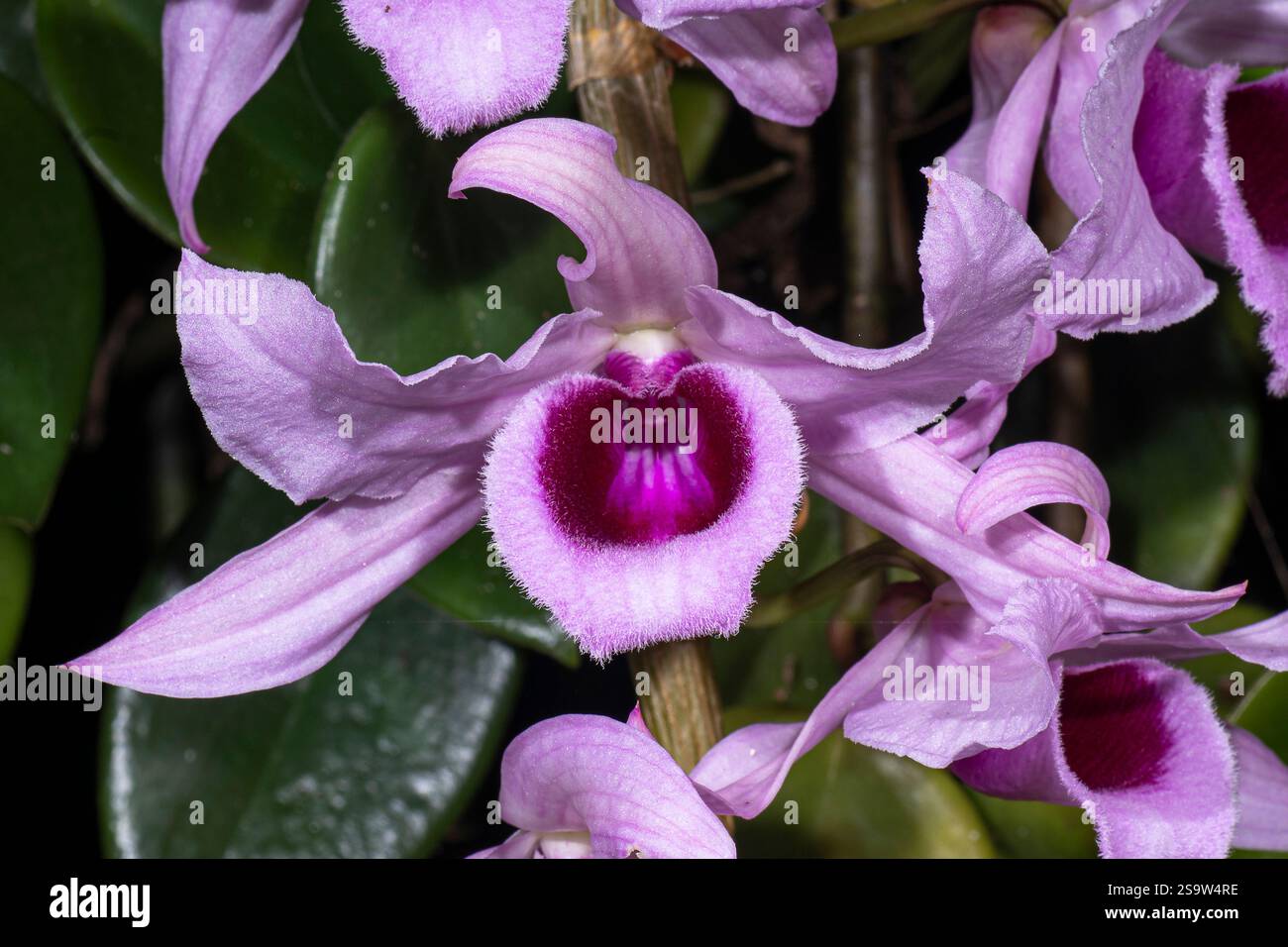 Dendrobium anosum Orchidee Stockfoto